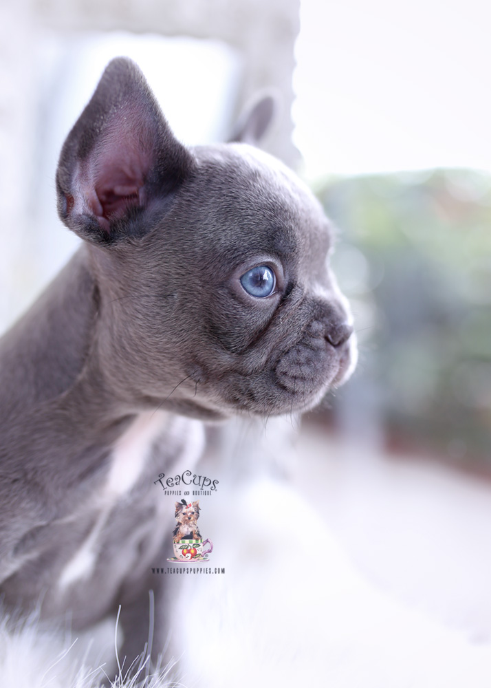 Lilac Frenchie Puppies For Sale Teacup Puppies & Boutique