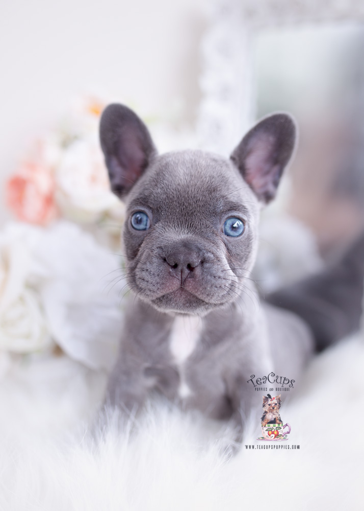 lilac french bulldog