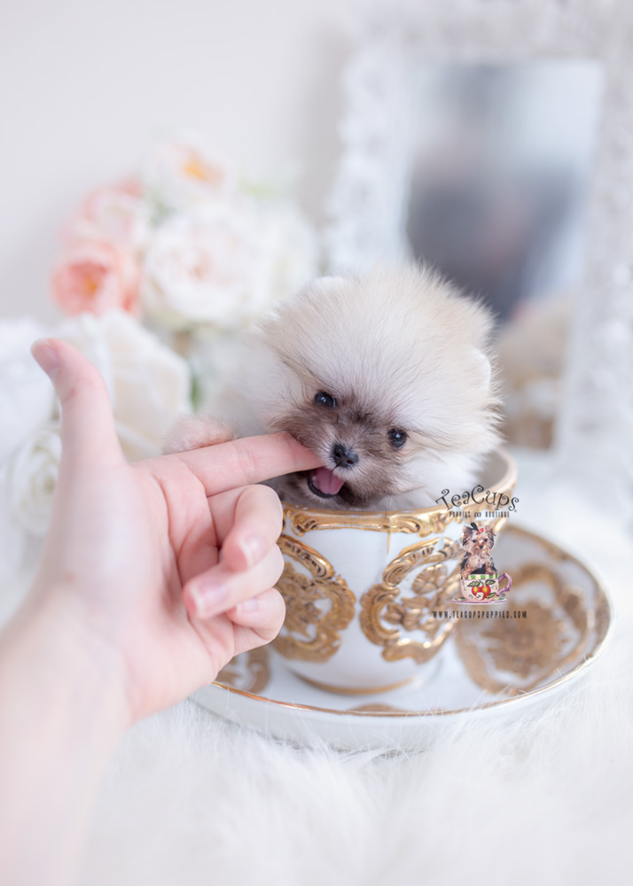 pomeranian in teacup