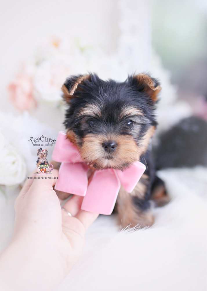 small yorkie puppies