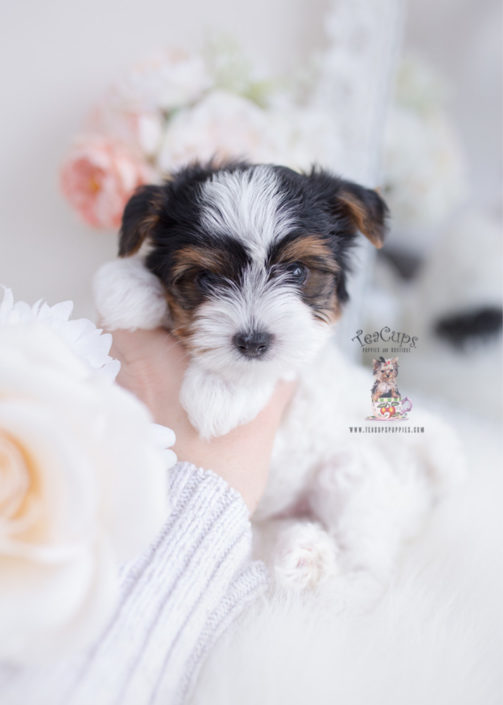 yorkshire terrier white for sale