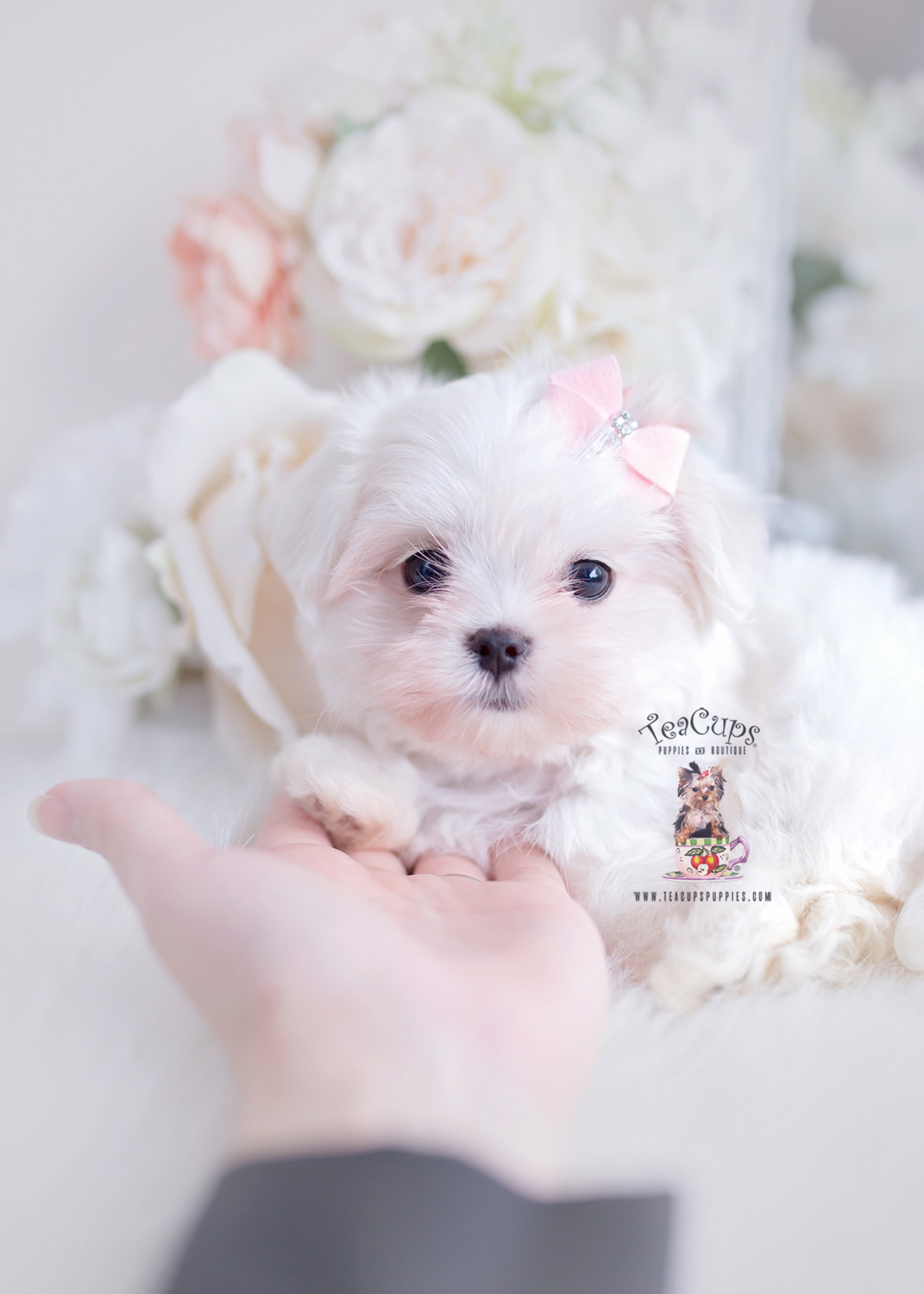 maltesepuppyboutique275 Teacup Puppies & Boutique