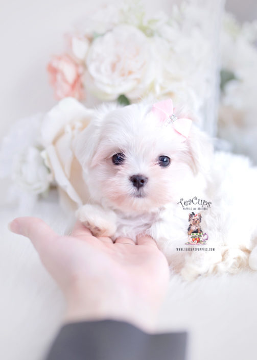 Teacup and Toy Maltese Puppies Teacups, Puppies & Boutique