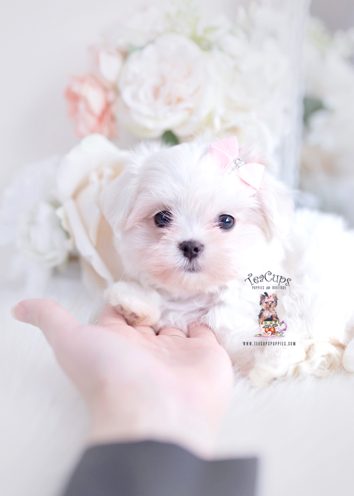 maltesepuppyforsaleteacuppuppiesboutique275 Teacup Puppies