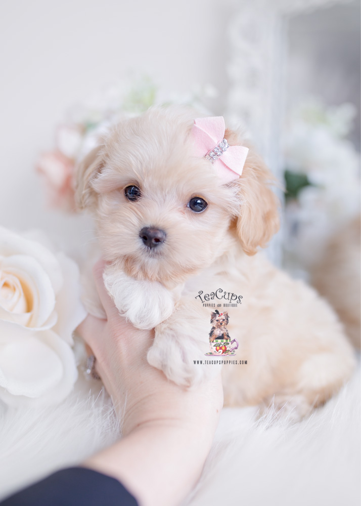 local maltipoo breeders