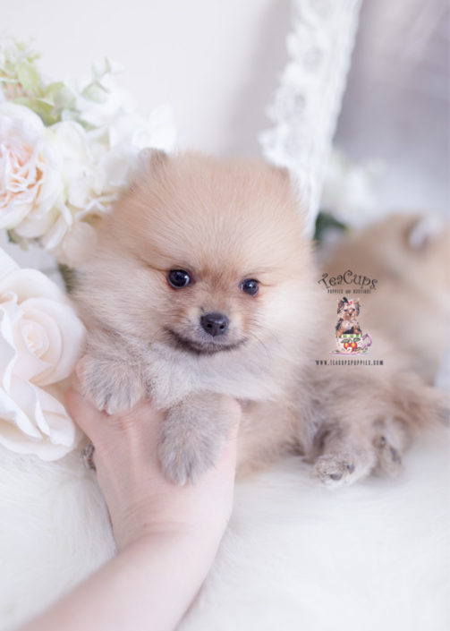 Tiny Teacup Pomeranian Puppies Teacups, Puppies & Boutique
