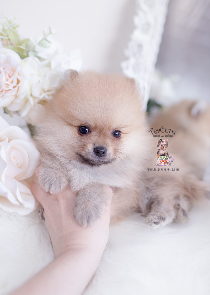pomeranianpuppyforsaleteacuppuppies272 Teacup Puppies & Boutique