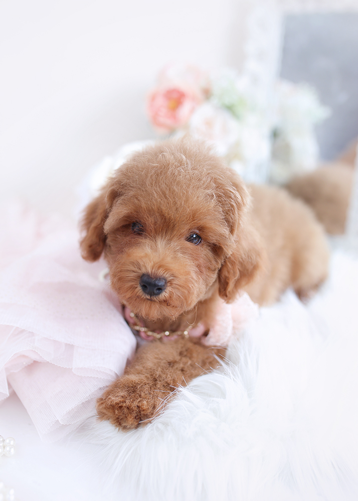 red poodle puppy for sale