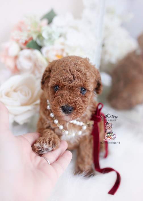 red toy poodle teacup puppies