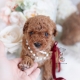 red toy poodle teacup puppies
