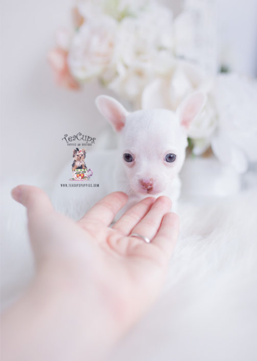 white teacup chihuahua for sale