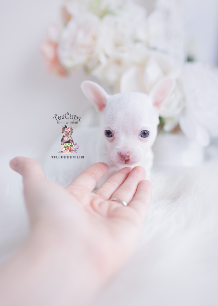 white chihuahua puppy