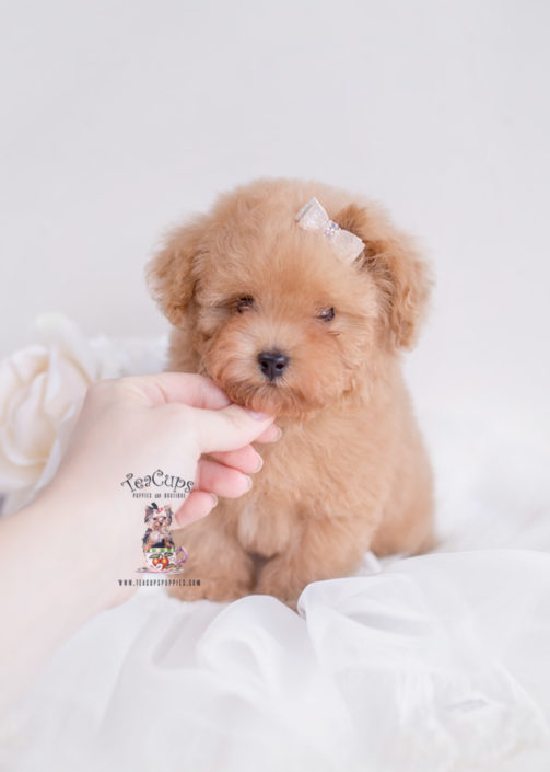 Tiny Toy Poodle Breeders In Arizona Goldenacresdogs Tiny Toy Poodle Breeders In Arizona