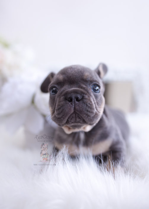 French Bulldog Puppies For Sale by TeaCups, Puppies & Boutique