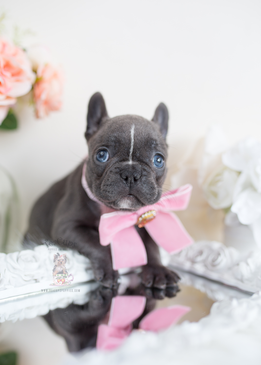 French Bulldogs by Teacups Teacups, Puppies & Boutique