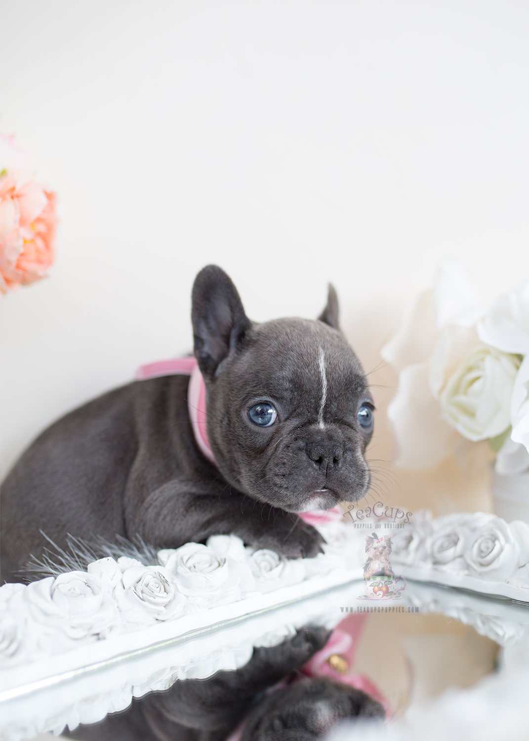 French Bulldogs by Teacups Teacups, Puppies & Boutique