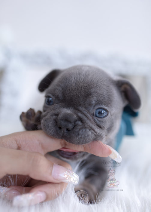 French Bulldog Puppies For Sale by TeaCups, Puppies