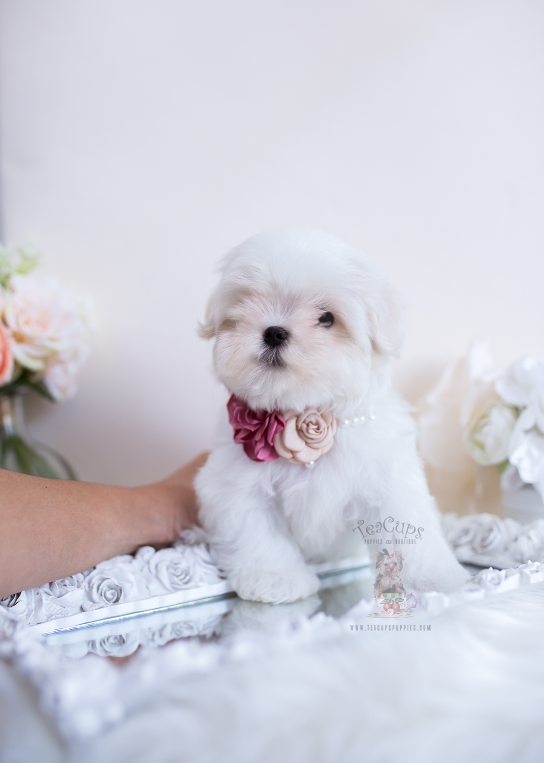 Maltesefemalepuppyforsaleteacuppuppiesboutique286 Teacup