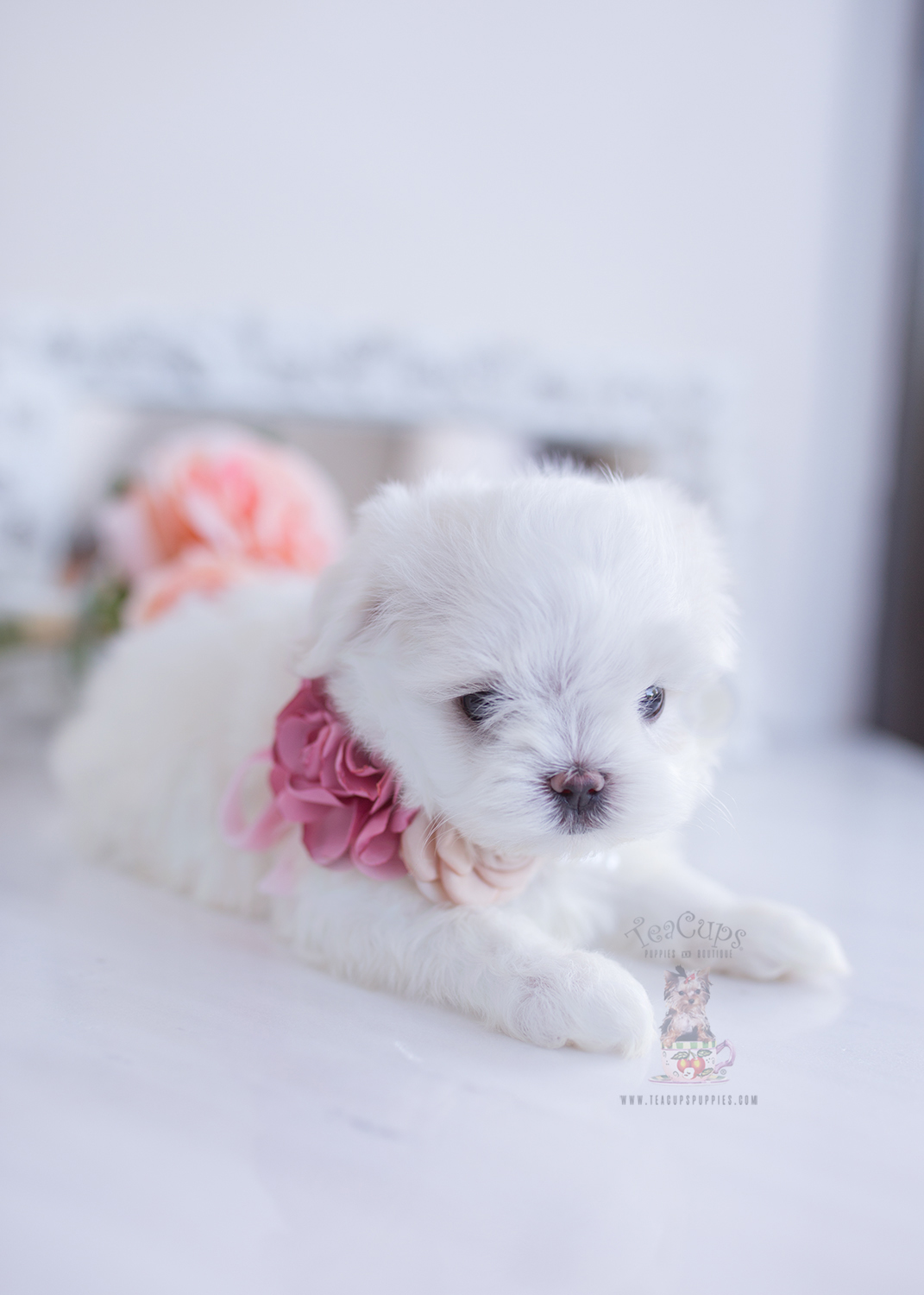 Maltesepuppyforsaleteacuppuppiesboutique301 Teacup Puppies