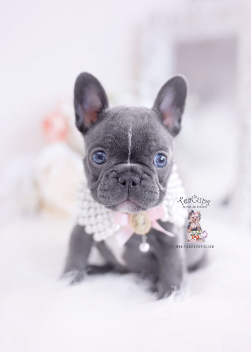 white mini french bulldog