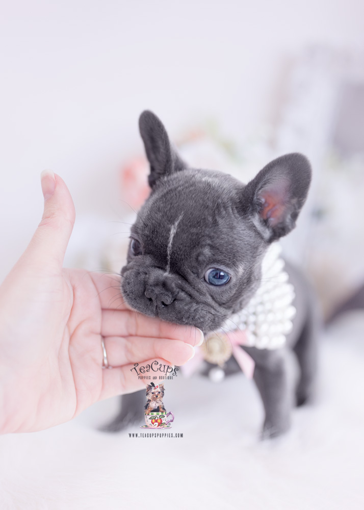 Blue Frenchie Puppies Miami, FL | Teacup Puppies & Boutique