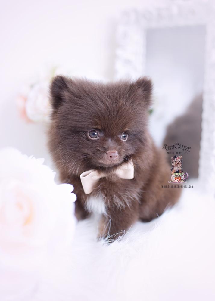 Chocolate Pomeranian Puppy Teacups, Puppies & Boutique