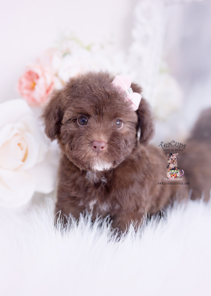 Chocolate Poodles by TeaCup Puppies Teacup Puppies & Boutique