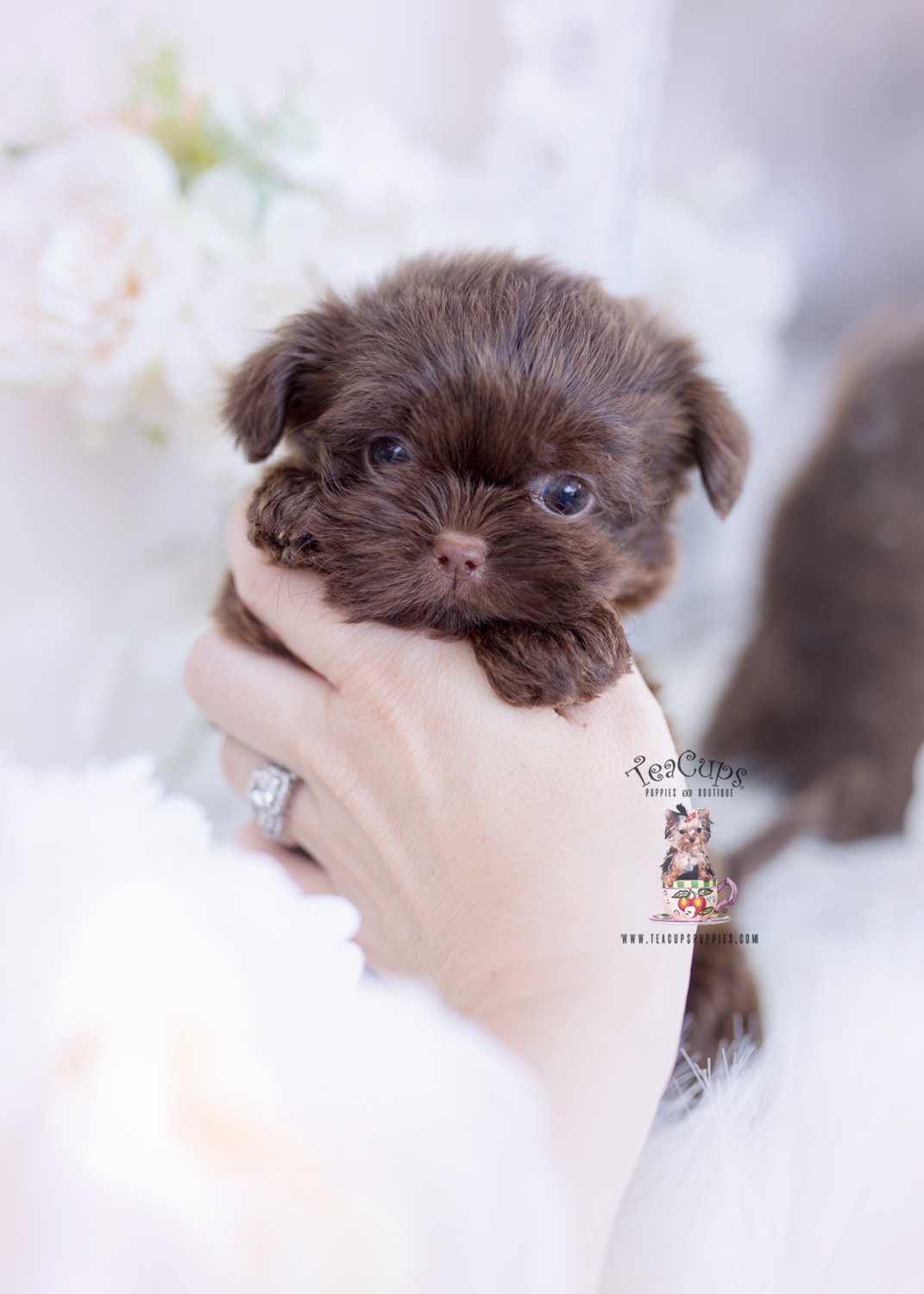 teacup shih tzu dog