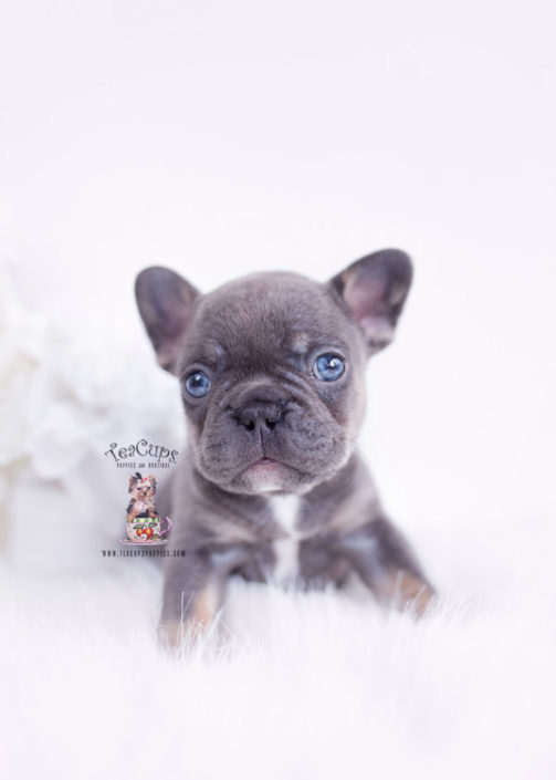 88+ French Bulldog Puppies Grey With Blue Eyes