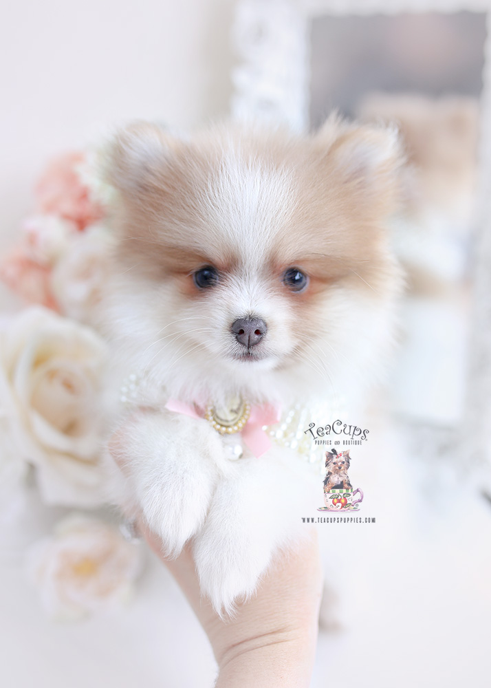 pomeranianpuppyforsaleteacuppuppies413a Teacup Puppies & Boutique