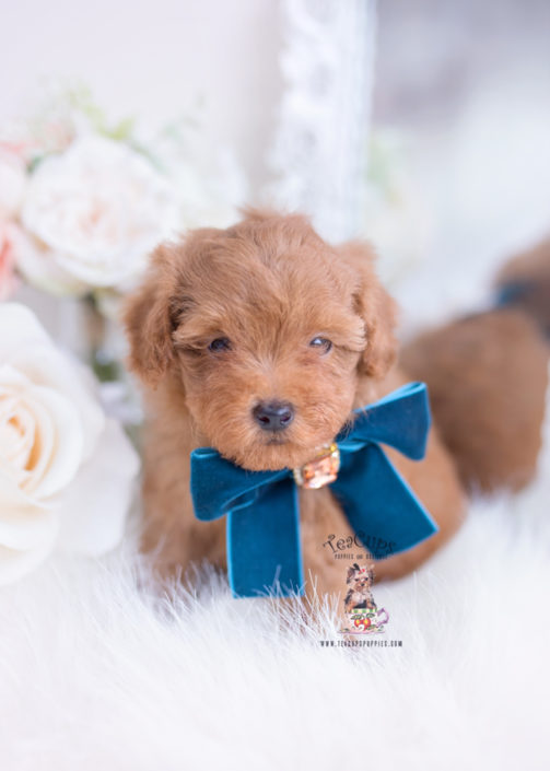 Teacup and Toy Poodle Puppies | Teacups, Puppies & Boutique