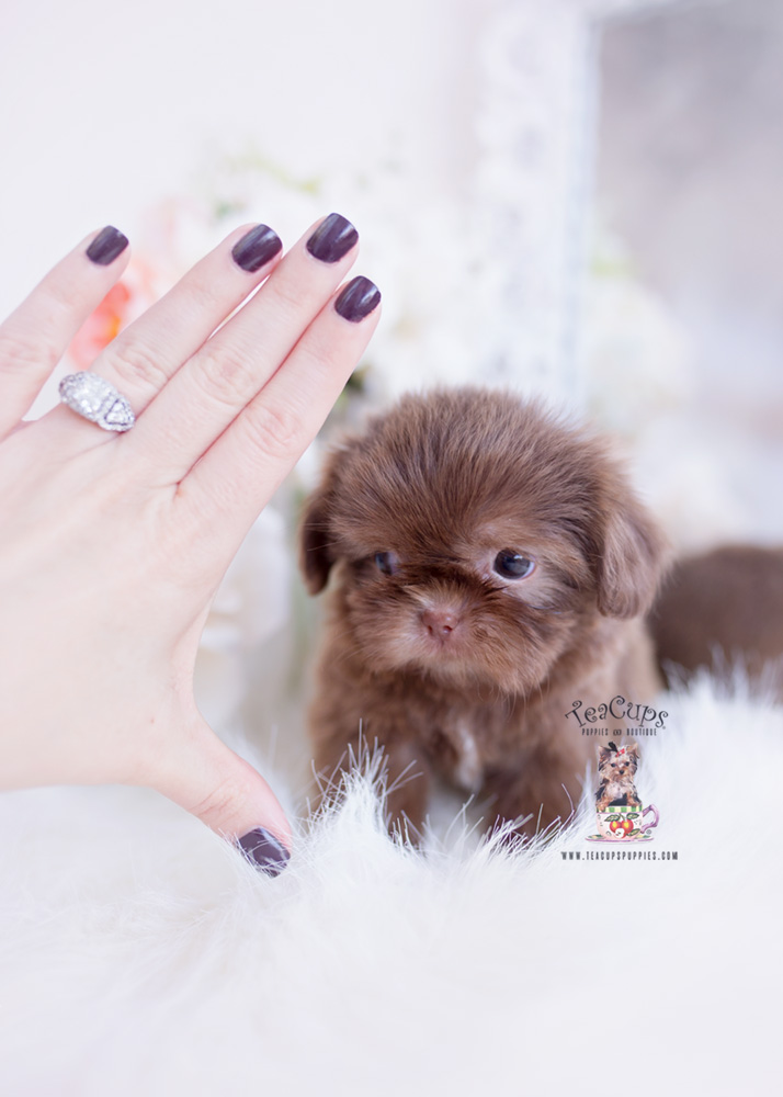 tinychocolateshihtzupuppyforsaleteacuppuppies330b Teacup Puppies & Boutique