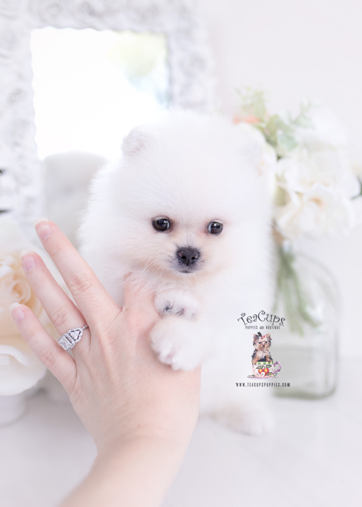 Pomeranian Puppy For Sale | Teacup Puppies & Boutique