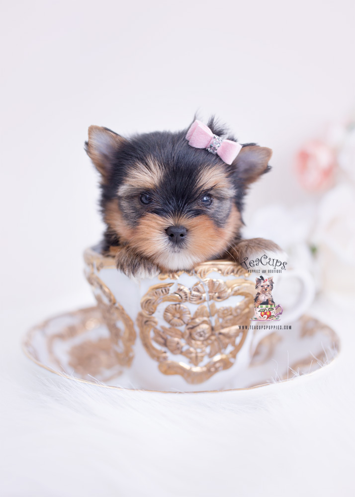 Yorkie Puppy