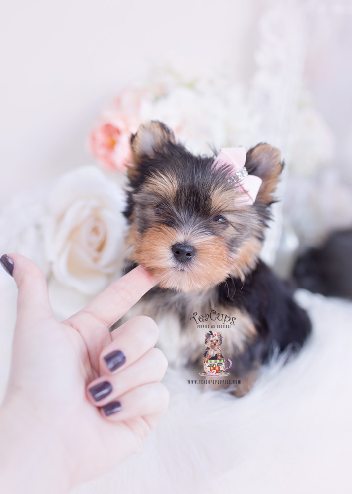 Blue Female Frenchie Puppies For Sale in Davie Florida Teacups