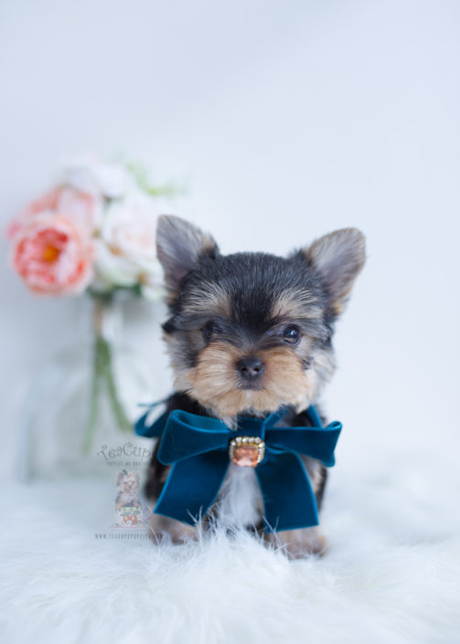 Toy or Teacup Yorkies for sale Teacups, Puppies & Boutique