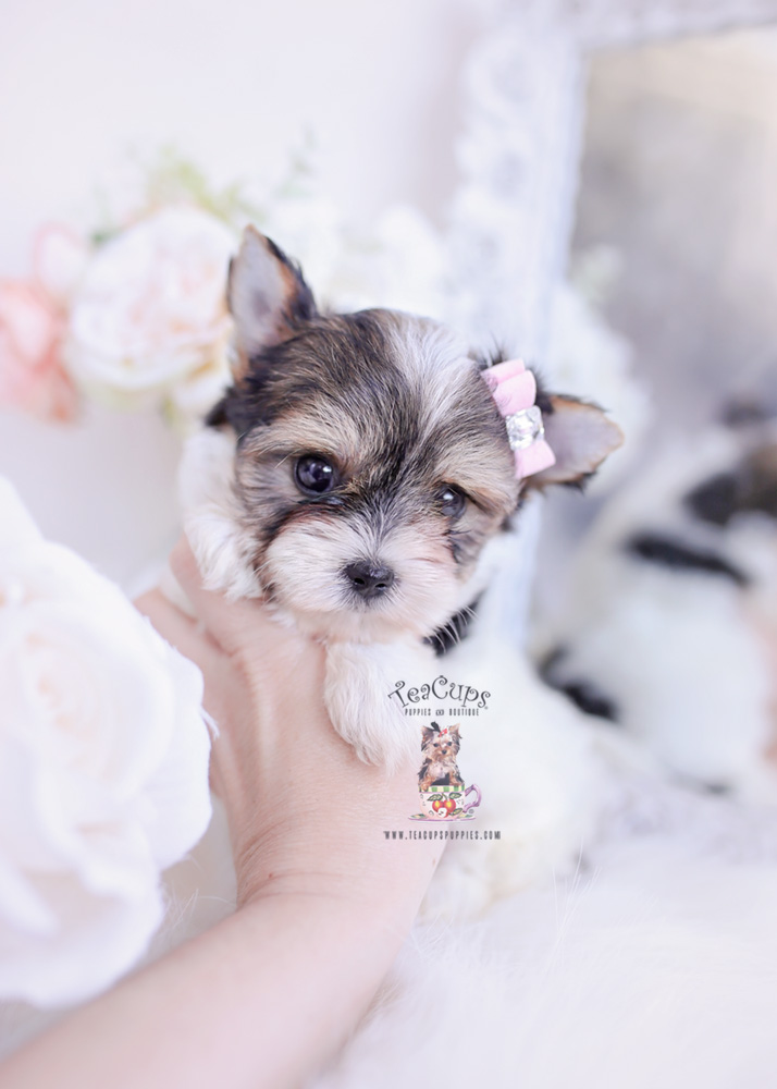 bieweryorkieterrierpuppyforsaleteacuppuppies334a Teacup Puppies & Boutique