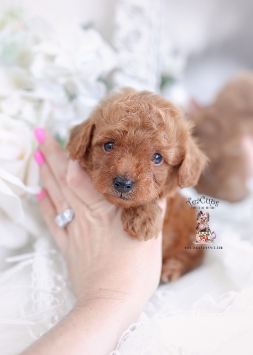 red poodle puppy