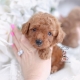 red poodle puppy