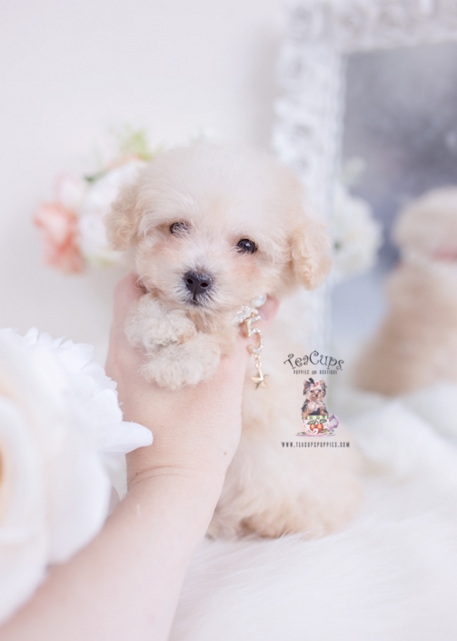 apricot poodle puppy