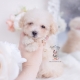 apricot poodle puppy