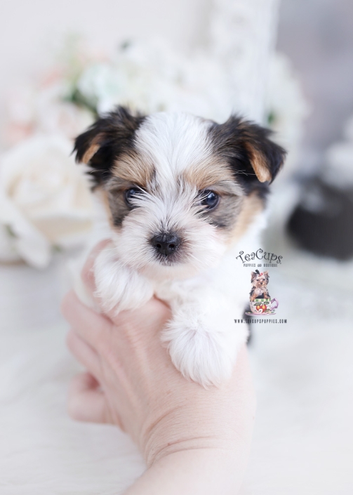 biewer terrier puppy