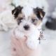 biewer terrier puppy