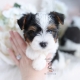 biewer terrier