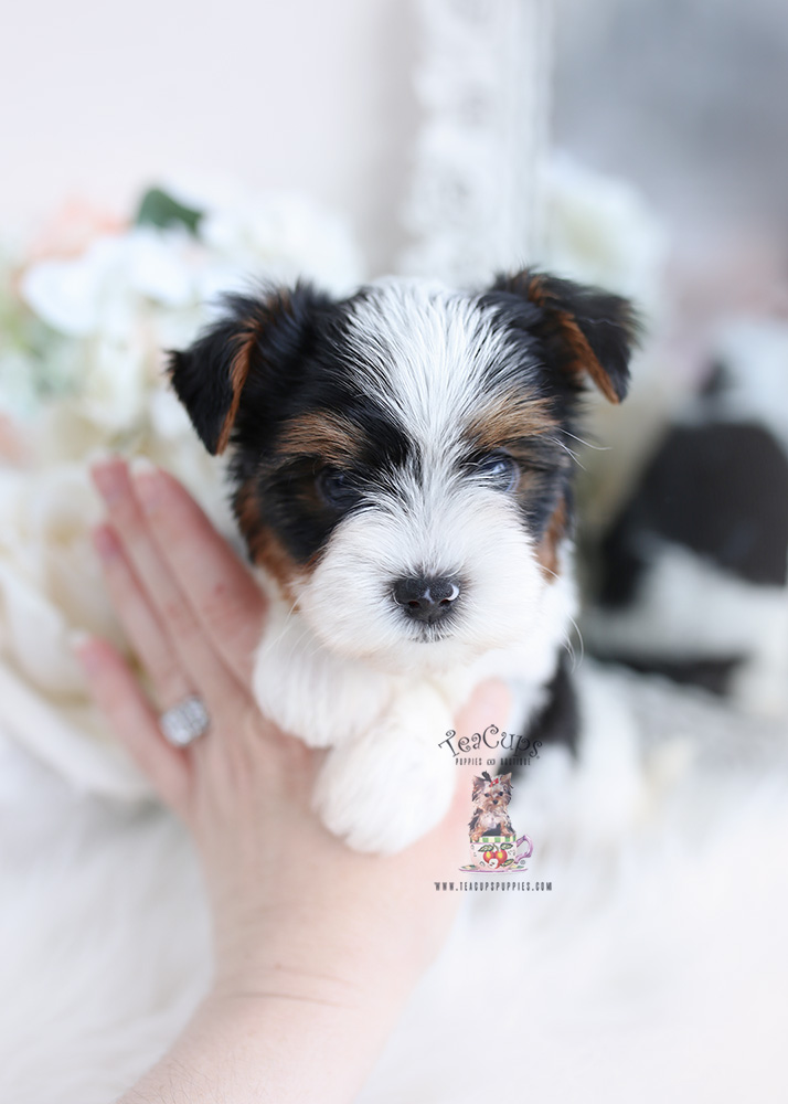 biewer terrier