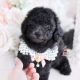 blue silver toy poodle