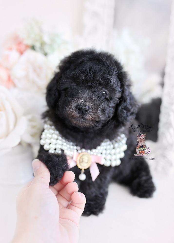 blue silver toy poodle