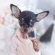 chihuahua puppy for sale