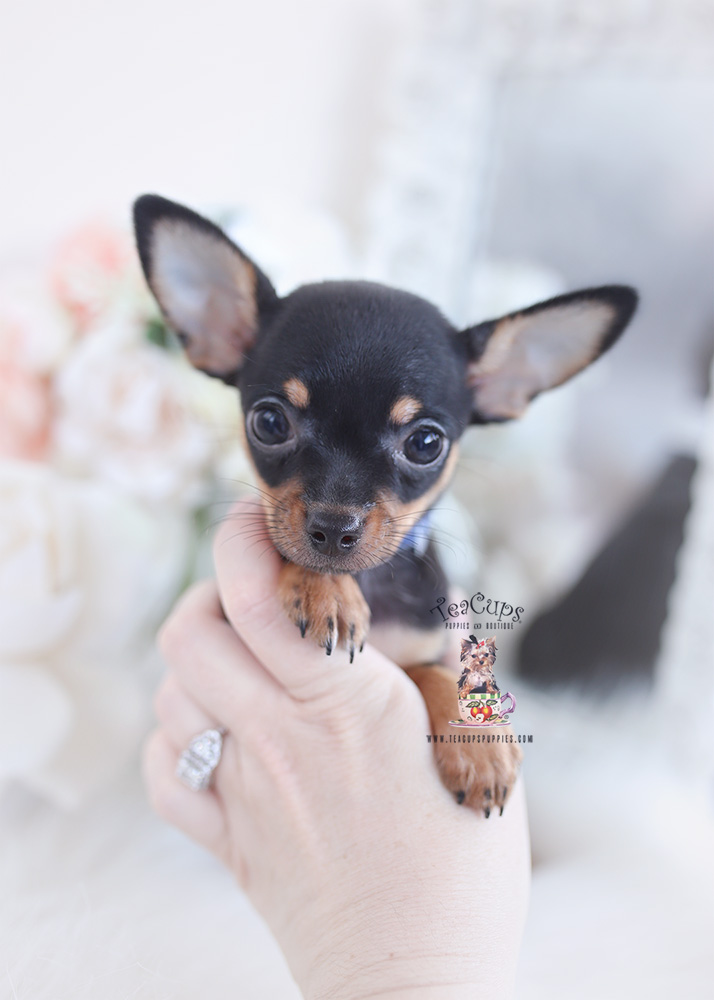 chihuahua puppy for sale