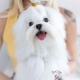 toy maltese